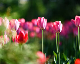 Pink Tulips